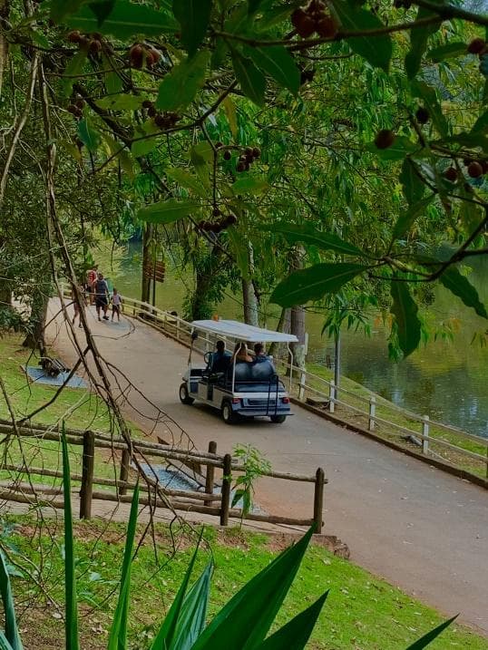 Faça a visita guiada por carros elétricos no Horto Florestal